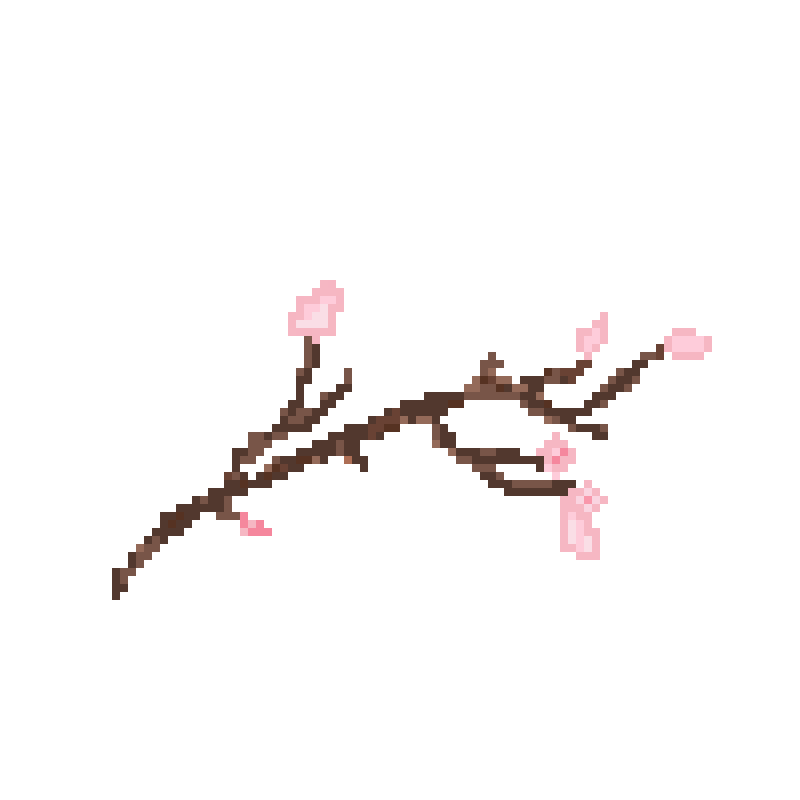 cherry blossom branch